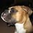 Scott Matthew Renforth avatar