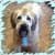 Lori S Pernod avatar