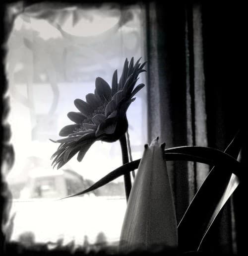 Seleena Rappa avatar