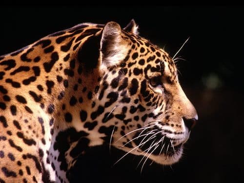 Curt D Sagner avatar