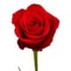 Joe Douglas Coker avatar